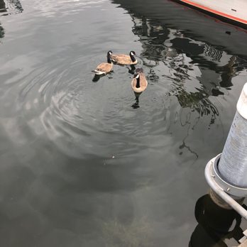 Chinook's - Ducks outside - Seafood Near Me - Seattle, Washington Chinook's - Ducks outside - Seafood Near Me - Seattle, Washington