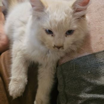 swaffords ragdoll cafe - Pet Breeders Near Me - Ramona, California swaffords ragdoll cafe - Pet Breeders Near Me - Ramona, California