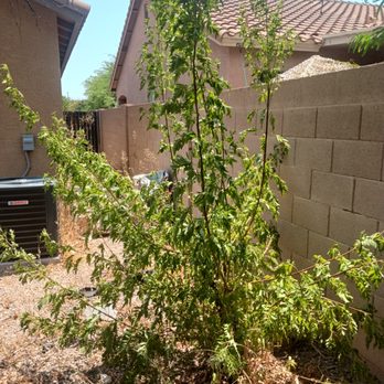 Phoenix Pro Landscaping - Irrigation Near Me Phoenix Pro Landscaping - Irrigation Near Me
