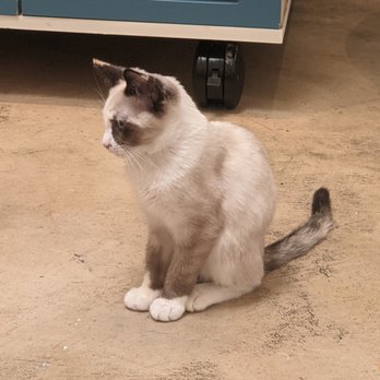 KitTea - Pet Adoption Near Me - San Francisco, California