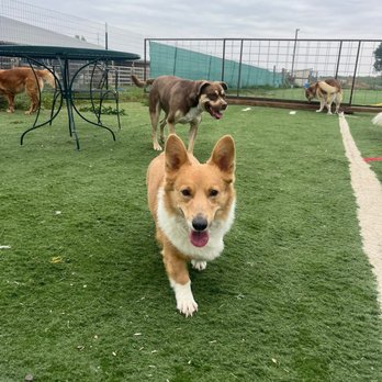 K9cation - A tan and white dog with pointed ears is walking toward the camera on a grassy area, with its tongue out. In the background, there are other dogs, a metal table, and a fenced area, indicating an outdoor dog park setting. The sky is overcast. - Pet Training Near Me - Hudson, Colorado