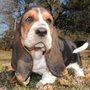 Photo of Janzen Family Bassets