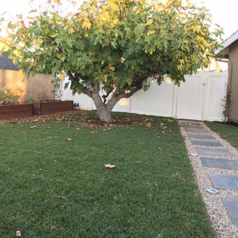 JDG Landscaping - New mulch and border around my fig tree - Landscaping Near Me JDG Landscaping - New mulch and border around my fig tree - Landscaping Near Me