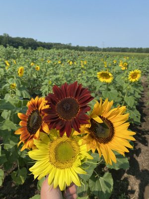 Bremer Produce U-Pick Flower Farm by null