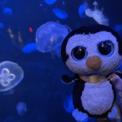 New York Aquarium - Moon Jellyfish