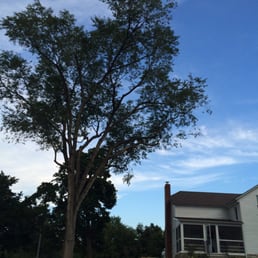 Big tree on the left got some serious pruning. Needed a cherry picker. Big tree on the left got some serious pruning. Needed a cherry picker.