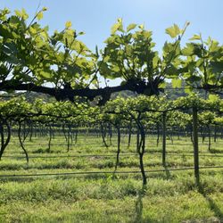 Keels Creek Winery