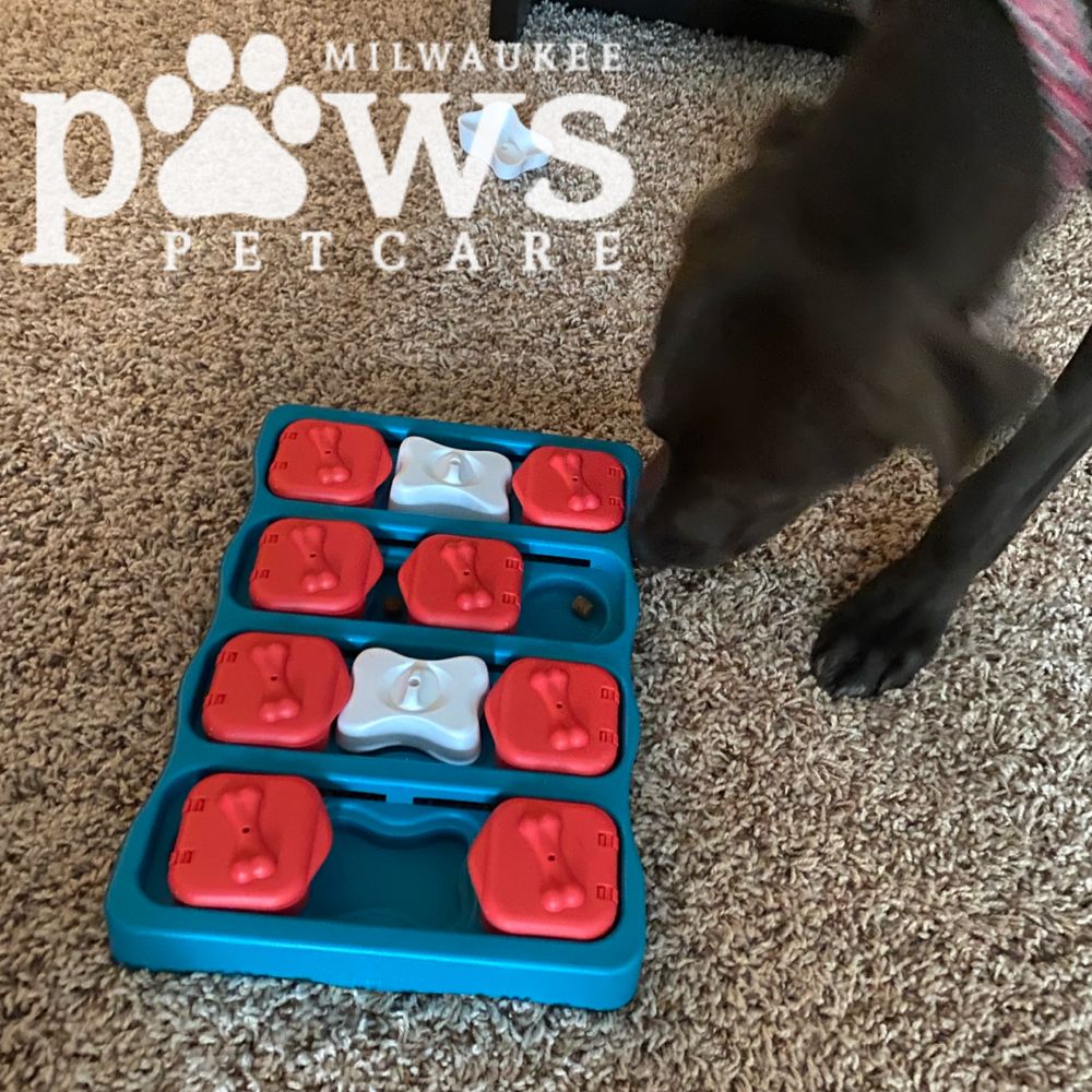 MILWAUKEE PAWS PET CARE 22 Photos Milwaukee, Wisconsin Pet