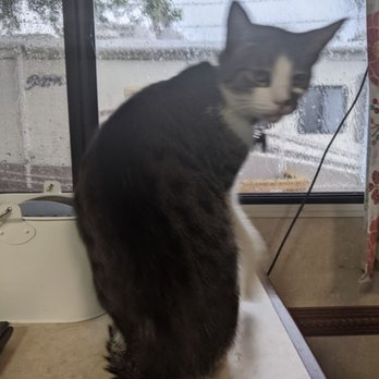 The Cat Clinic - Charlie, my cuddle buddy. - Veterinarians Near Me - Cathedral City, California