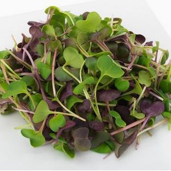 2 Friends Farm - Organic Microgreens - Grocery Near Me - Attleboro, Massachusetts 2 Friends Farm - Organic Microgreens - Grocery Near Me - Attleboro, Massachusetts