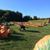 Whitcomb's Land of Pumpkins and Corn Maze gift card