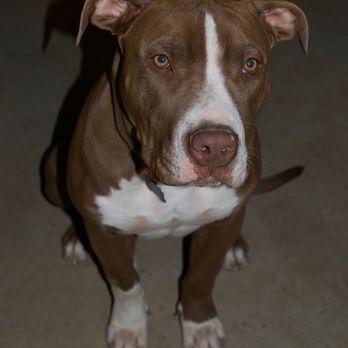 GottaTrain - Pet Training Near Me GottaTrain - Pet Training Near Me