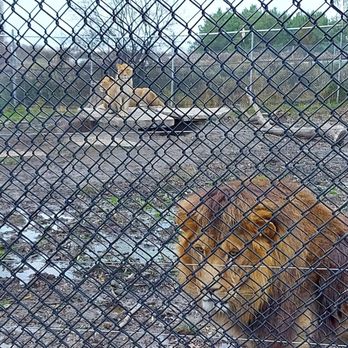 Jungle Cat World Wildlife Park - Lion's and lionessess - Zoos Near Me - Orono, Ontario Jungle Cat World Wildlife Park - Lion's and lionessess - Zoos Near Me - Orono, Ontario