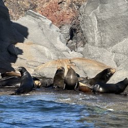 Blue Nation - Sea Lions at Coronado Island