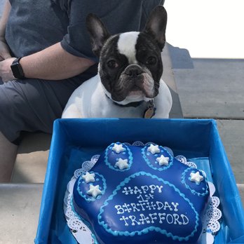 Bogarts Bone Appetit - This is Trafford with his awesome cake and beautiful box they put it in! - Pet Groomers Near Me - Las Vegas, Nevada