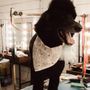 Photo of The Southern Pooch Dog Salon
