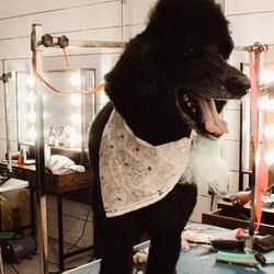 The Southern Pooch Dog Salon