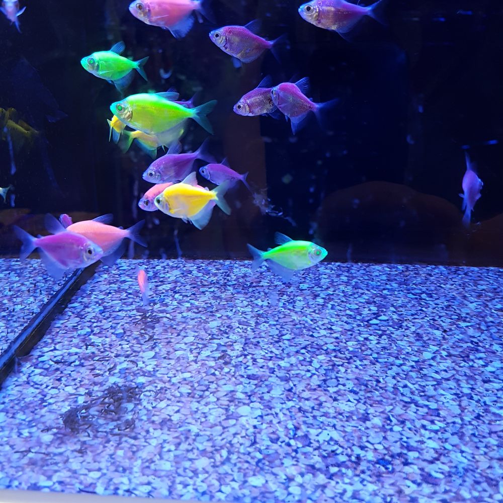 Colorful fish