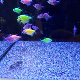 Colorful fish Colorful fish