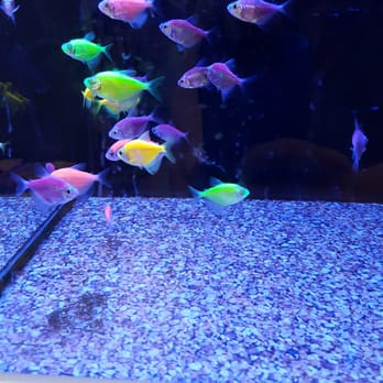 Walmart Supercenter - Colorful fish - Department Stores Near Me - Harrisonburg, Virginia Walmart Supercenter - Colorful fish - Department Stores Near Me - Harrisonburg, Virginia