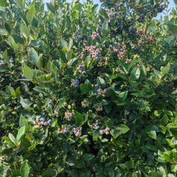 Winney's Farm - Picking some yummy blueberries on this beautiful August morning.