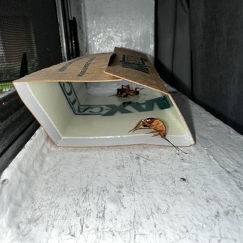 Sutton Place - Roaches coming from the outside window - Apartments Near Me - Westminster, California Sutton Place - Roaches coming from the outside window - Apartments Near Me - Westminster, California