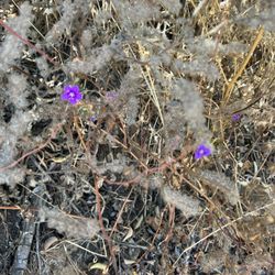Barnett Ranch County Preserve