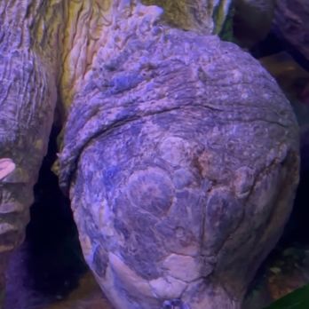 Oklahoma Aquarium - Snapping turtle (Alive!!) - Aquariums Near Me - Jenks, Oklahoma