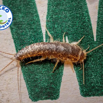 Gecko Pest Control - silverfish on a book - Pest Control Near Me - Marshall, Texas Gecko Pest Control - silverfish on a book - Pest Control Near Me - Marshall, Texas