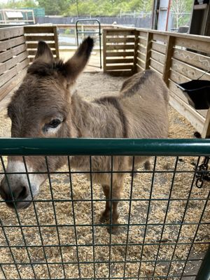 Alabama Gulf Coast Zoo by null
