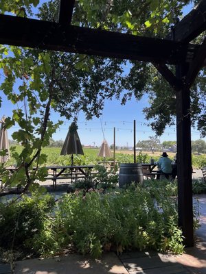 Castoro Cellars Vineyards & Winery by null
