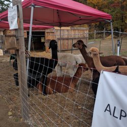 Living the Dream Alpaca Farm and Country Store