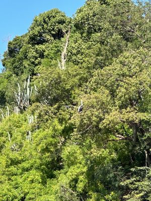 Maho Bay Beach by null