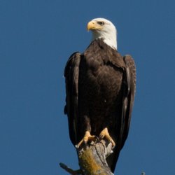 Kayak In Northern California