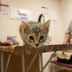 Broadway Veterinary Clinic