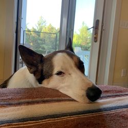 Woodington Veterinary - Charlie