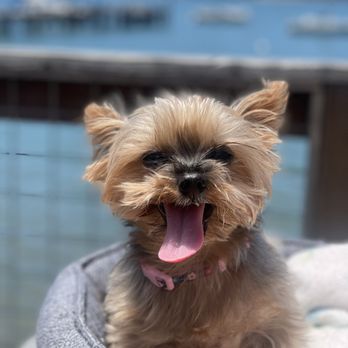 The Marshall Store - Dog friendly! - Seafood Near Me - Marshall, California The Marshall Store - Dog friendly! - Seafood Near Me - Marshall, California