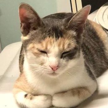 The Rescue House - Pet Adoption Near Me