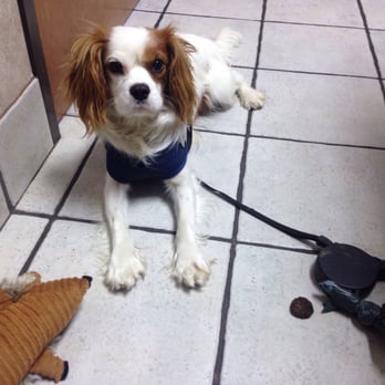 Arbor Hills Veterinary - Buddy's waiting patiently - Veterinarians Near Me - Plano, Texas Arbor Hills Veterinary - Buddy's waiting patiently - Veterinarians Near Me - Plano, Texas