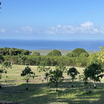 Bay View Farm - Coffee Roasteries Near Me - Captain Cook, Hawaii Bay View Farm - Coffee Roasteries Near Me - Captain Cook, Hawaii