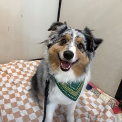 Posh Pet Spa - Happy and Handsome Aussie