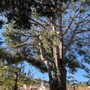 Photo of Cesareo Tree Service