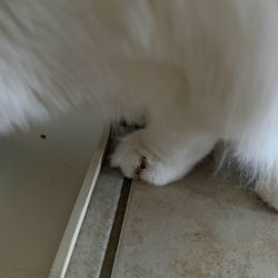 Pampered Pooch - Ripped out nail