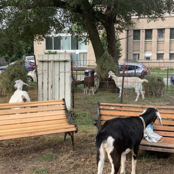 GlennArt Farm - goats and goats in a fenced in area - Specialty Food Near Me - Chicago, Illinois