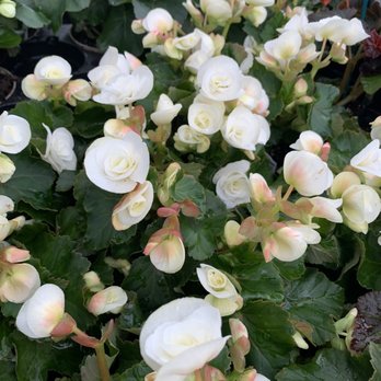 Merrifield Garden Center - Nurseries & Gardening Near Me - Gainesville, Virginia