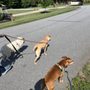 Photo of The Upward Dog