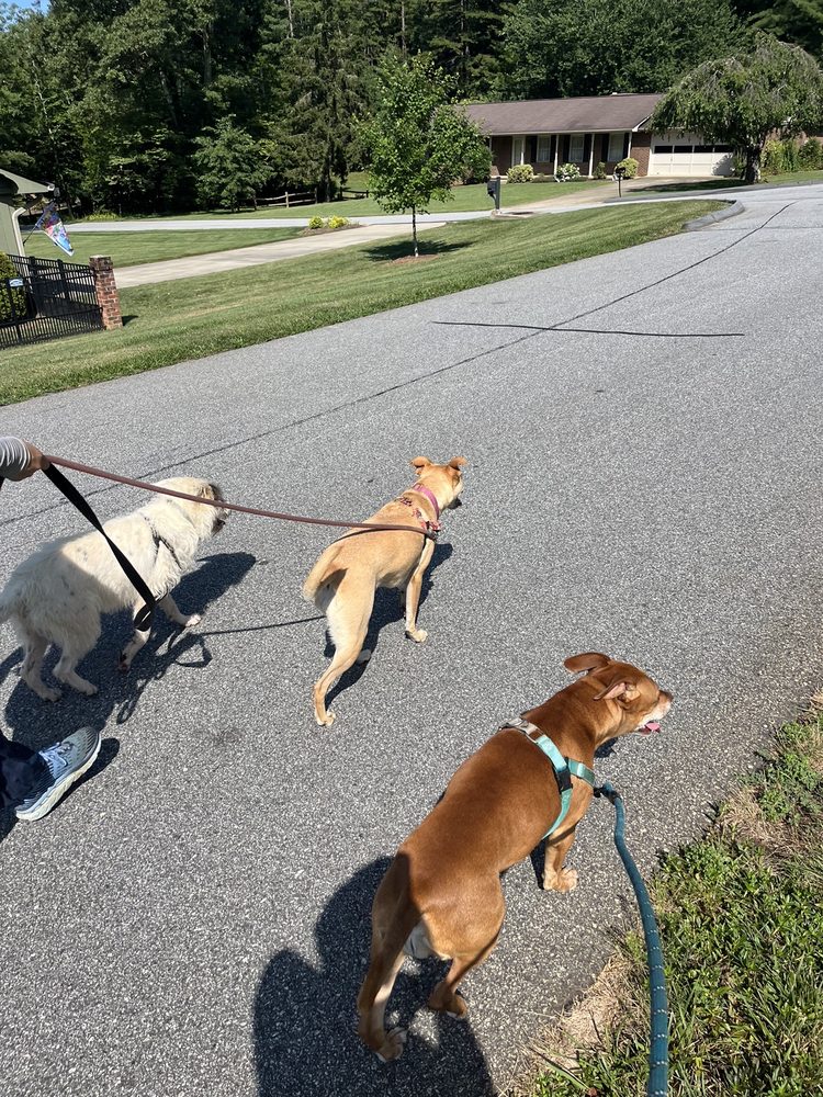 The Upward Dog - pet boarding facility in Asheville, NC