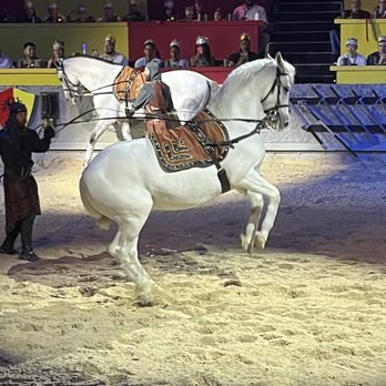 Medieval Times Dinner & Tournament - Gorgeous horses! - Dinner Theater Near Me - Dallas, Texas