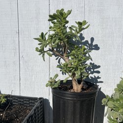 Redwood Barn Nursery - $15 Jade