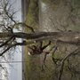 Photo of Texas Rainbow Tree Service